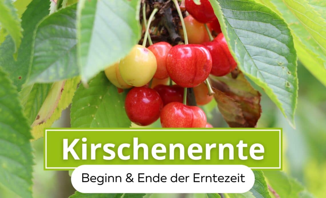 Kirschenernte