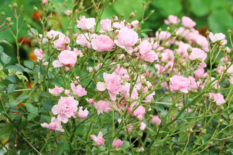 Rosen einpflanzen wie tief und welcher Abstand? Gartenrat.de