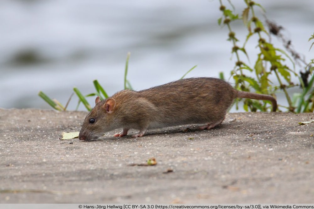 Wanderratte - Rattus norvegicus