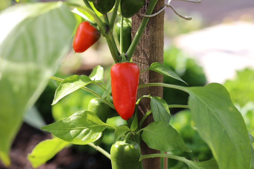 Paprika - Capsicum