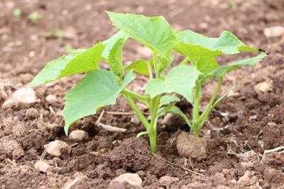 Junge Zucchini im Beet