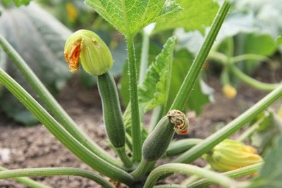 Zucchiniblüten