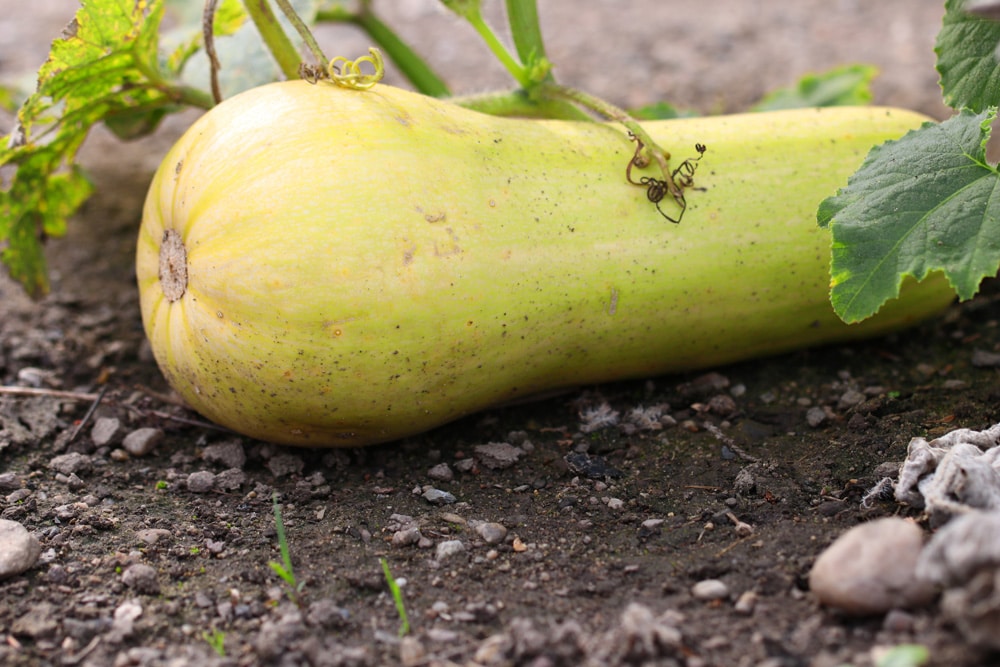 Zucchini wird gelb