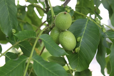 Walnuss - Juglans regia