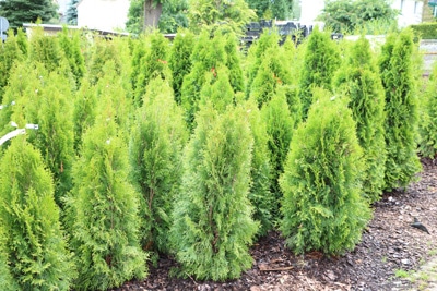 Thuja 'Brabant'