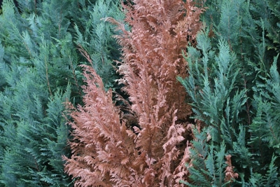 Thuja wird braun