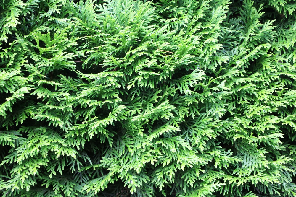 Thuja occidentalis 'Danica'