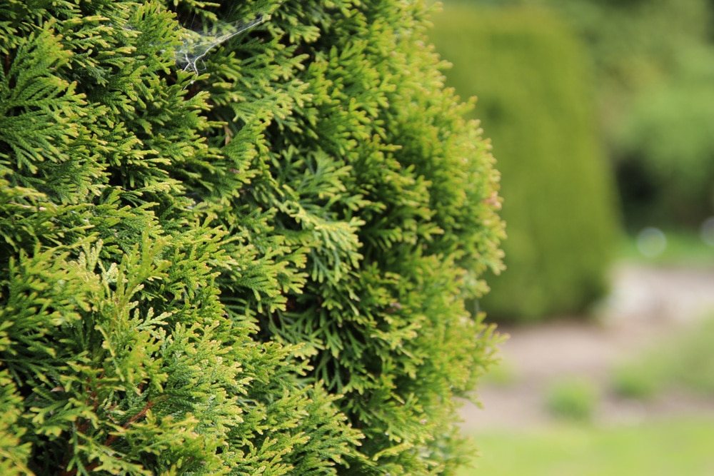 Thuja 'Smaragd'