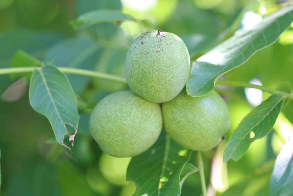 Walnuss - Juglans regia