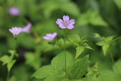 Bergwald-Storchschnabel - Geranium nodosum 