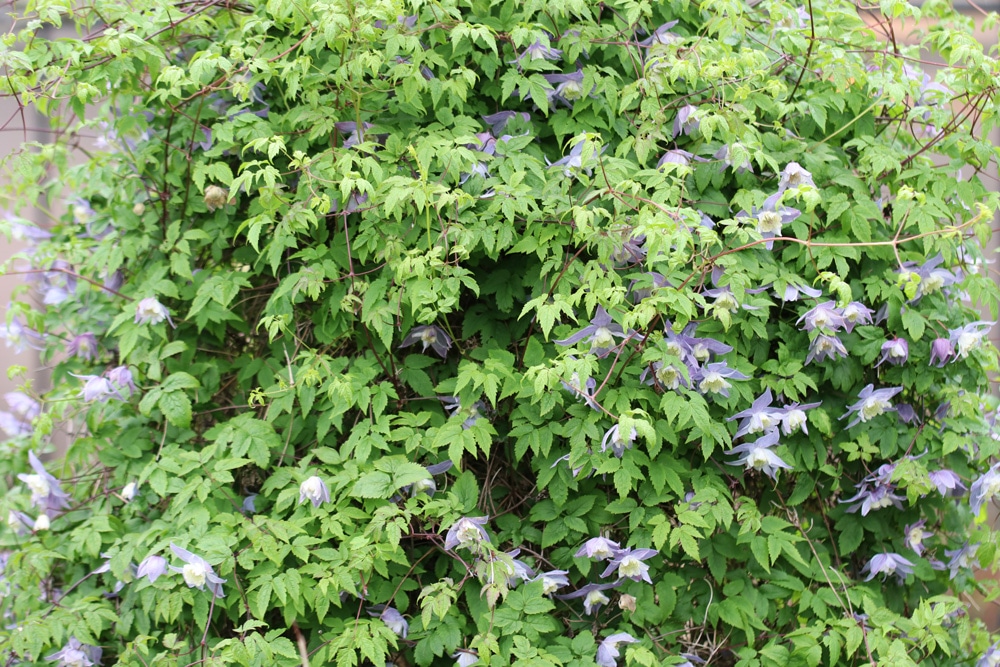 Clematis alpina - Alpen-Waldrebe 'Blue Princess'