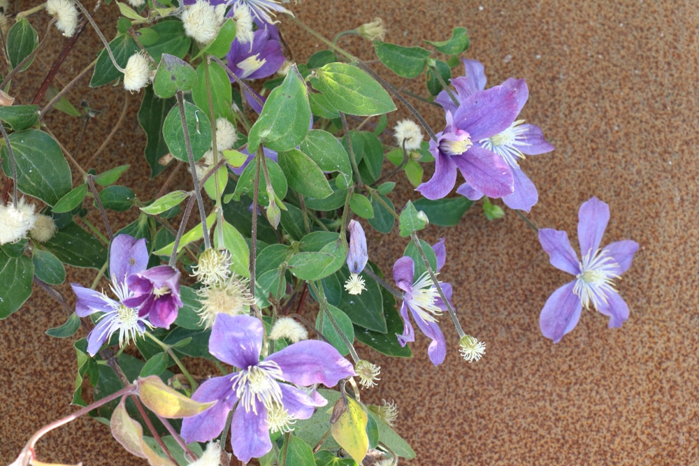 Clematis - Waldrebe