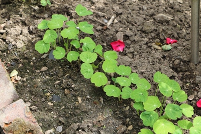 Kapuzinerkresse im Beet