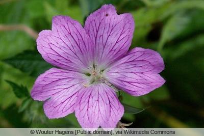 Storchschnabel - Geranium endressii 'Wargrave Pink'