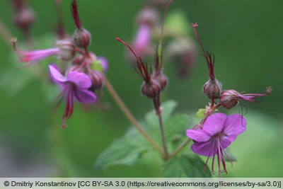 Storchschnabel - Geranium macrorrhizum 'Bevan'