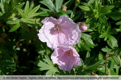 Storchschnabel - Geranium sanguineum striatum 