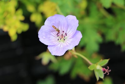 Storchschnabel - Geranium wallichianum 'Azure rush'