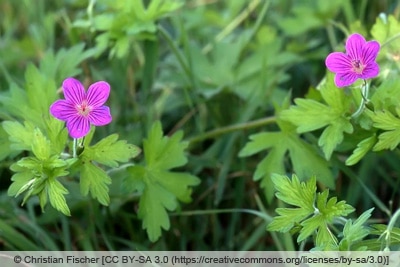 Sumpf-Storchschnabel - Geranium palustre 