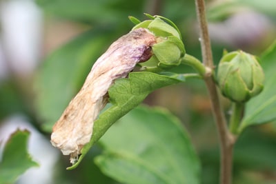 Verblühter Gartenhibiskus