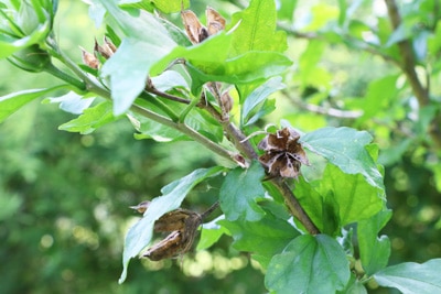 Verblühter Hibiskus