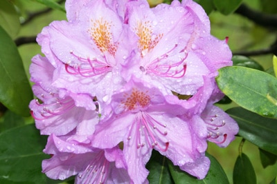 Rhododendron nass