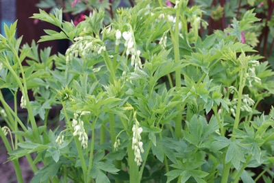 Tränendes Herz - Lamprocapnos spectabilis 