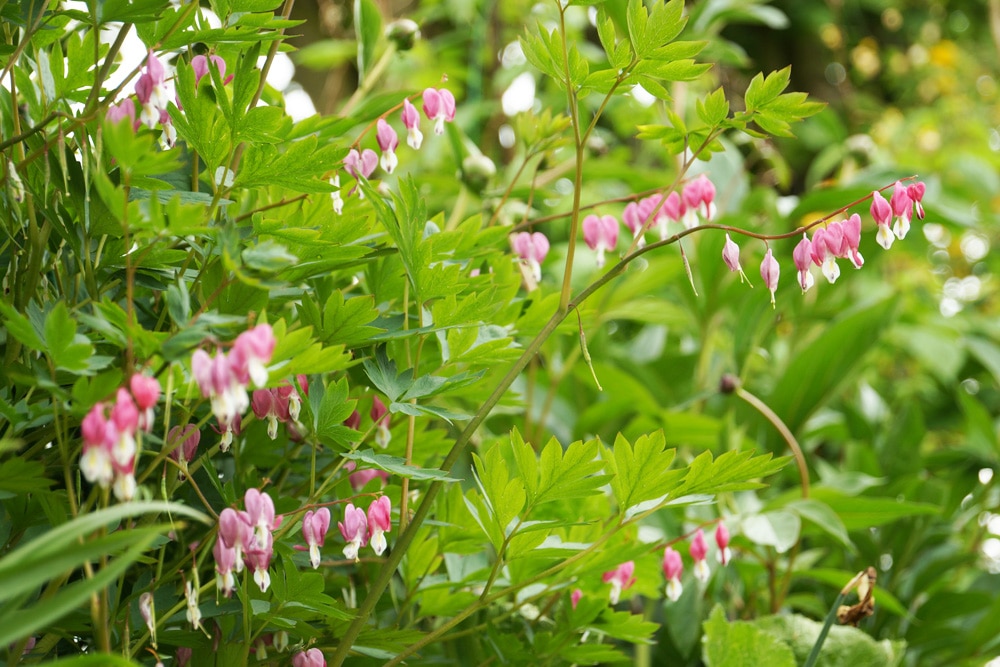 Tränendes Herz - Lamprocapnos spectabilis