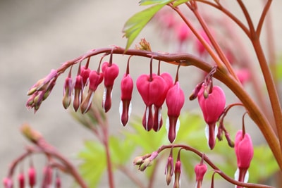 Tränendes Herz - Lamprocapnos spectabilis 