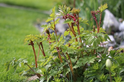 Tränendes Herz - Lamprocapnos spectabilis 