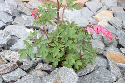 Tränendes Herz - Lamprocapnos spectabilis 