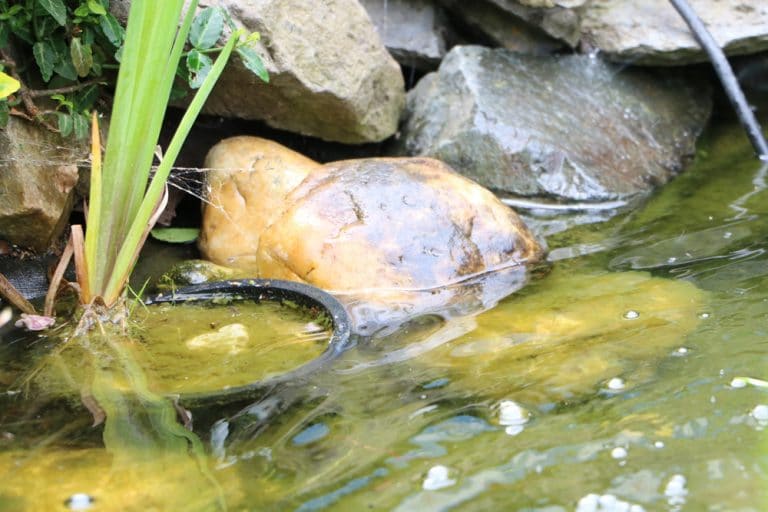 32+ Hilft Essig Gegen Algen Im Teich, Wir setzen daher möglichst