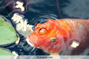 Wann laichen Goldfische? Infos zu Laichzeit und Vermehrung Gartenrat.de