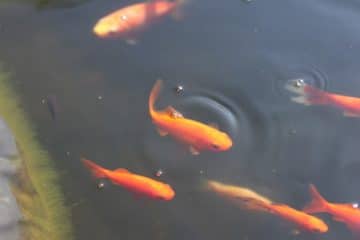 Wann laichen Goldfische? Infos zu Laichzeit und Vermehrung Gartenrat.de