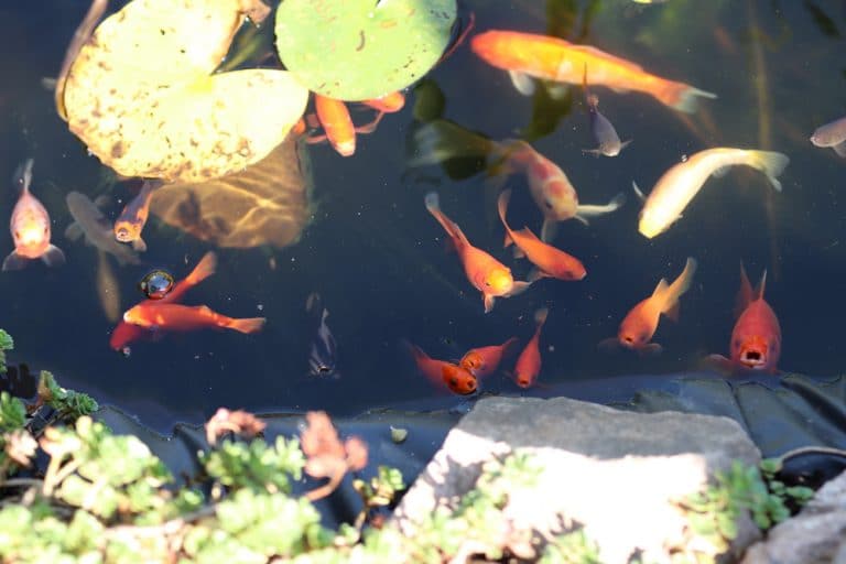 Wann laichen Goldfische? Infos zu Laichzeit und Vermehrung Gartenrat.de