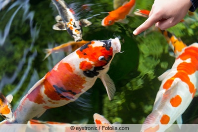 Koi an Wasseroberfläche