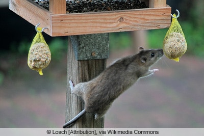 Wanderratte an Vogelfutter