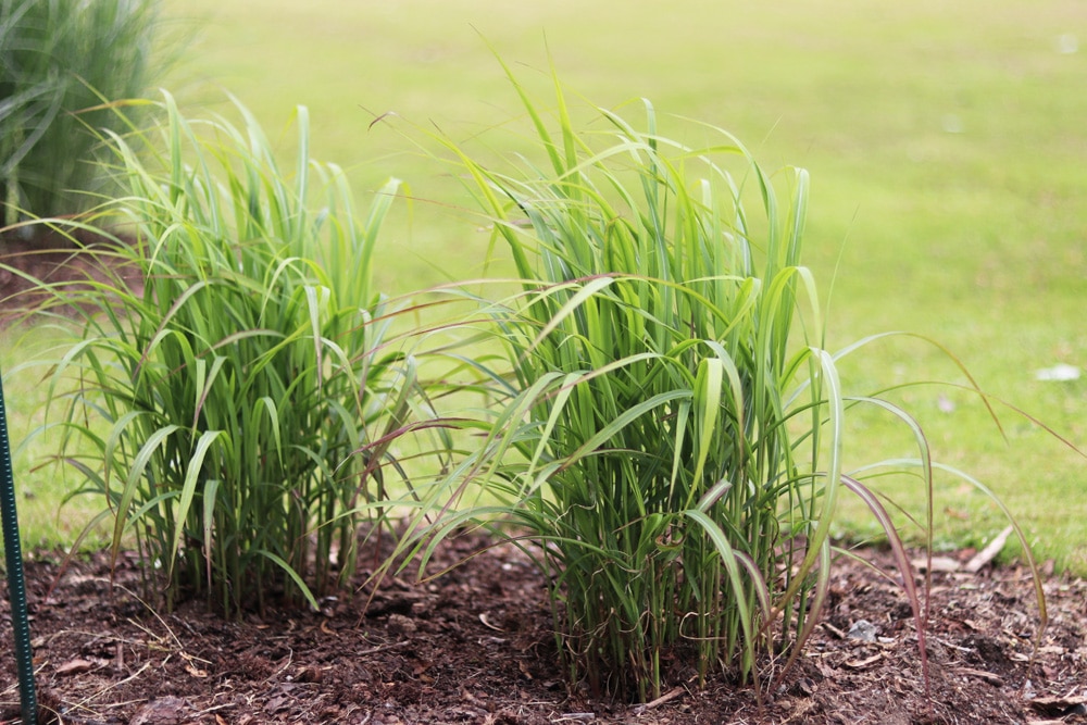 Chinaschilf - Miscanthus sinensis