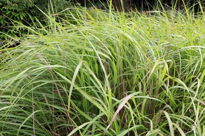 Chinaschilf - Miscanthus sinensis purpurascens