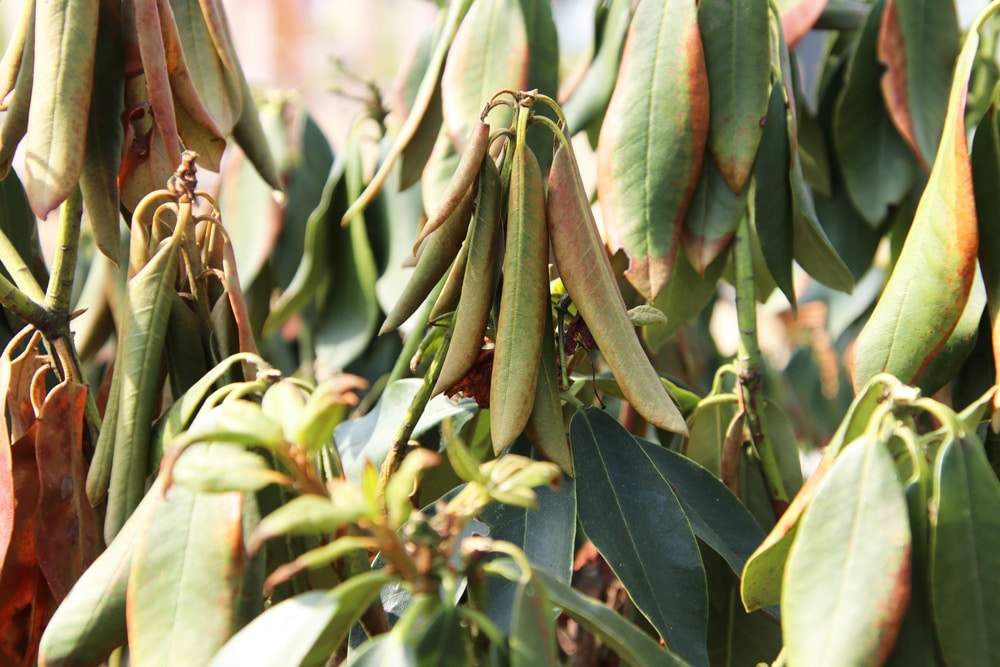 Rhododendron lässt Blätter hängen