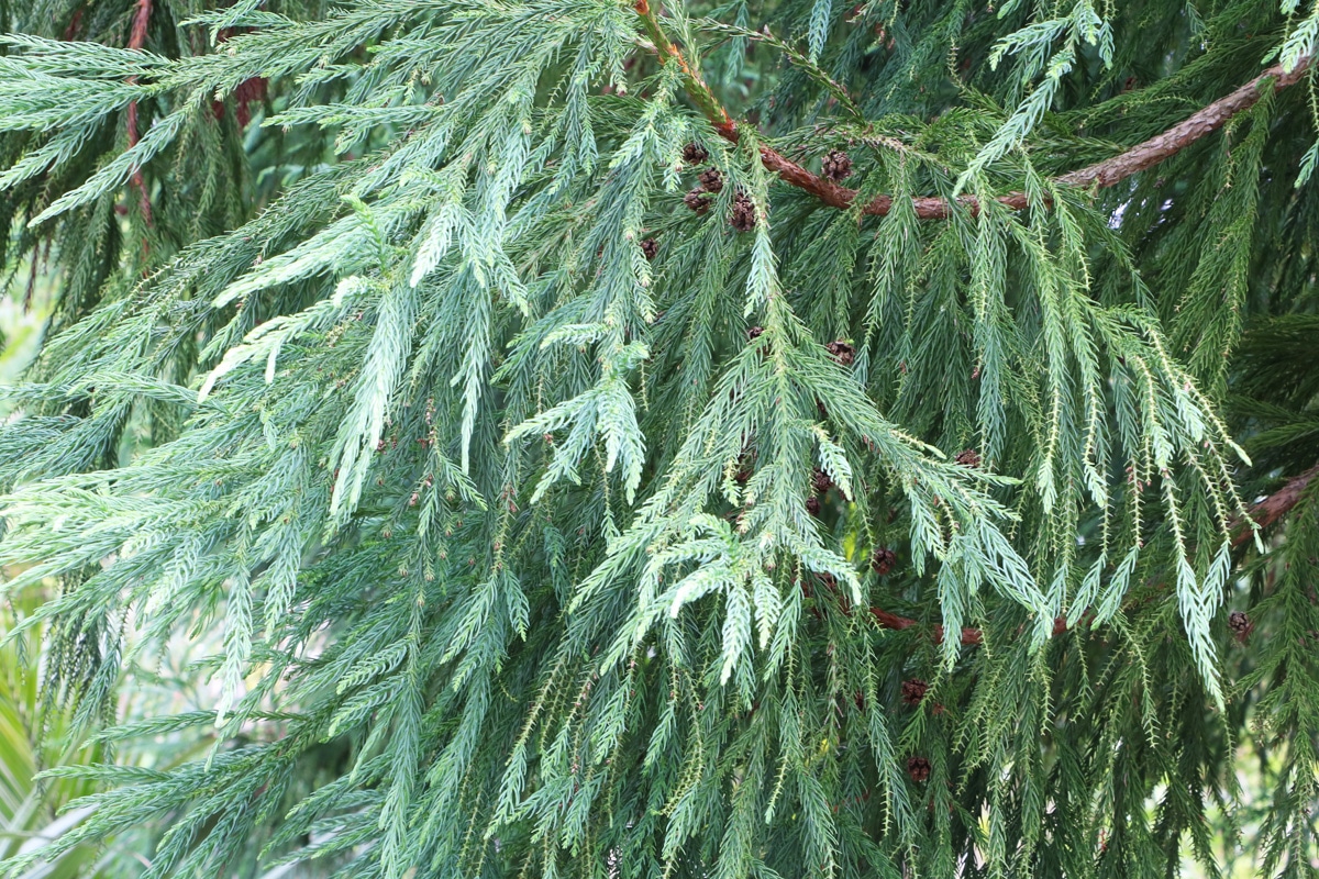 Sicheltanne - Cryptomeria japonica