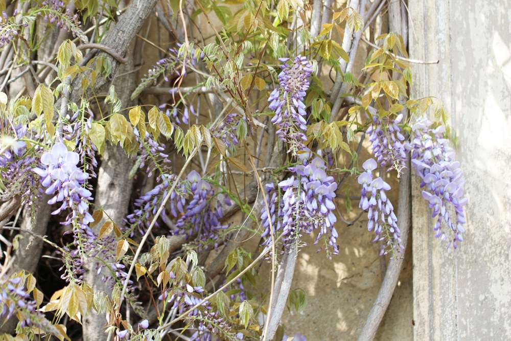 Blauregen - Wisteria - Glyzinie