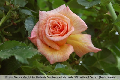 Kletterrose 'Barock'