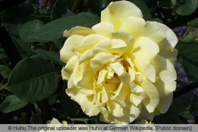 Kletterrose 'Golden Gate'