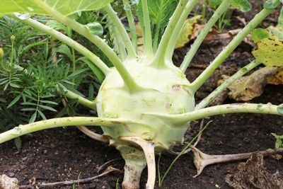 Kohlrabi