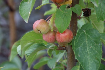 Zierapfel