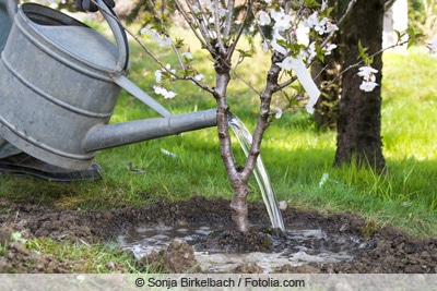 Obstbaum pflanzen