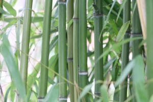 Bambussperre 4 Ideen zur Wurzelsperre für Bambus Gartenrat.de