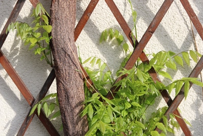 Blauregen - Wisteria - Glyzinie