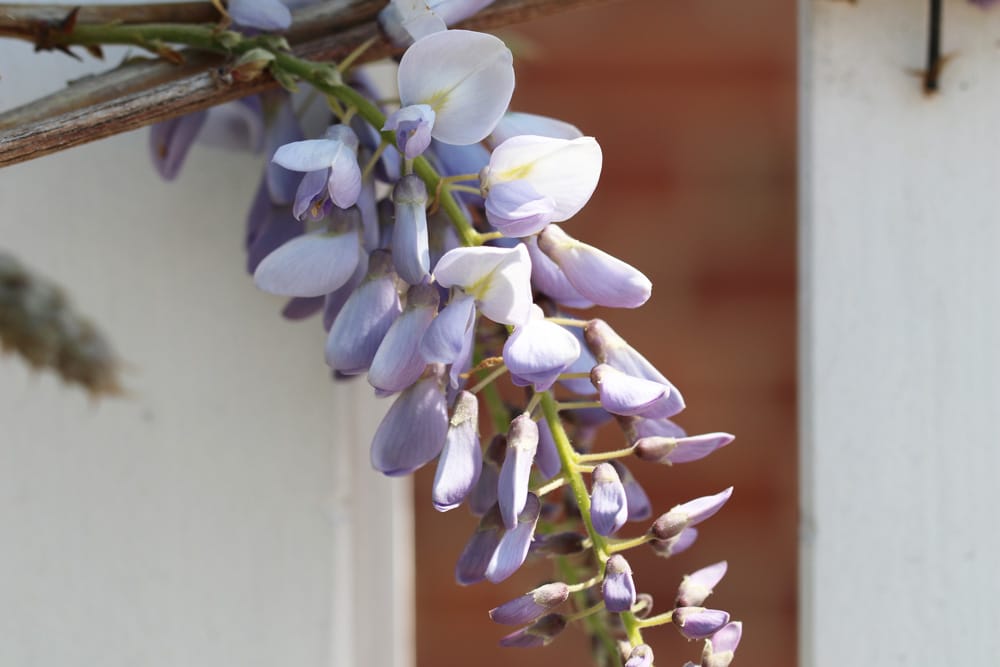 Chinesischer Blauregen - Wisteria sinensis