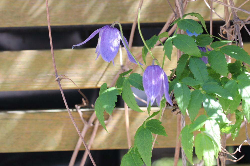 Alpen-Waldrebe - Clematis alpina